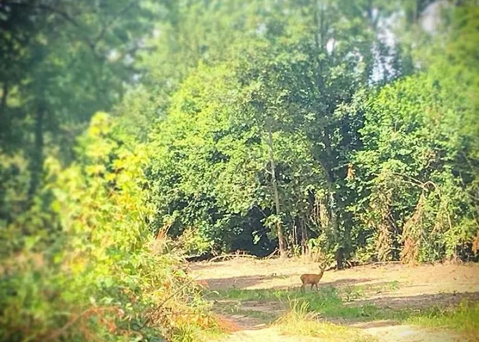 Domaine Du Blanc Pignon La Calotterie